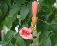 campsis radicans 11.jpg